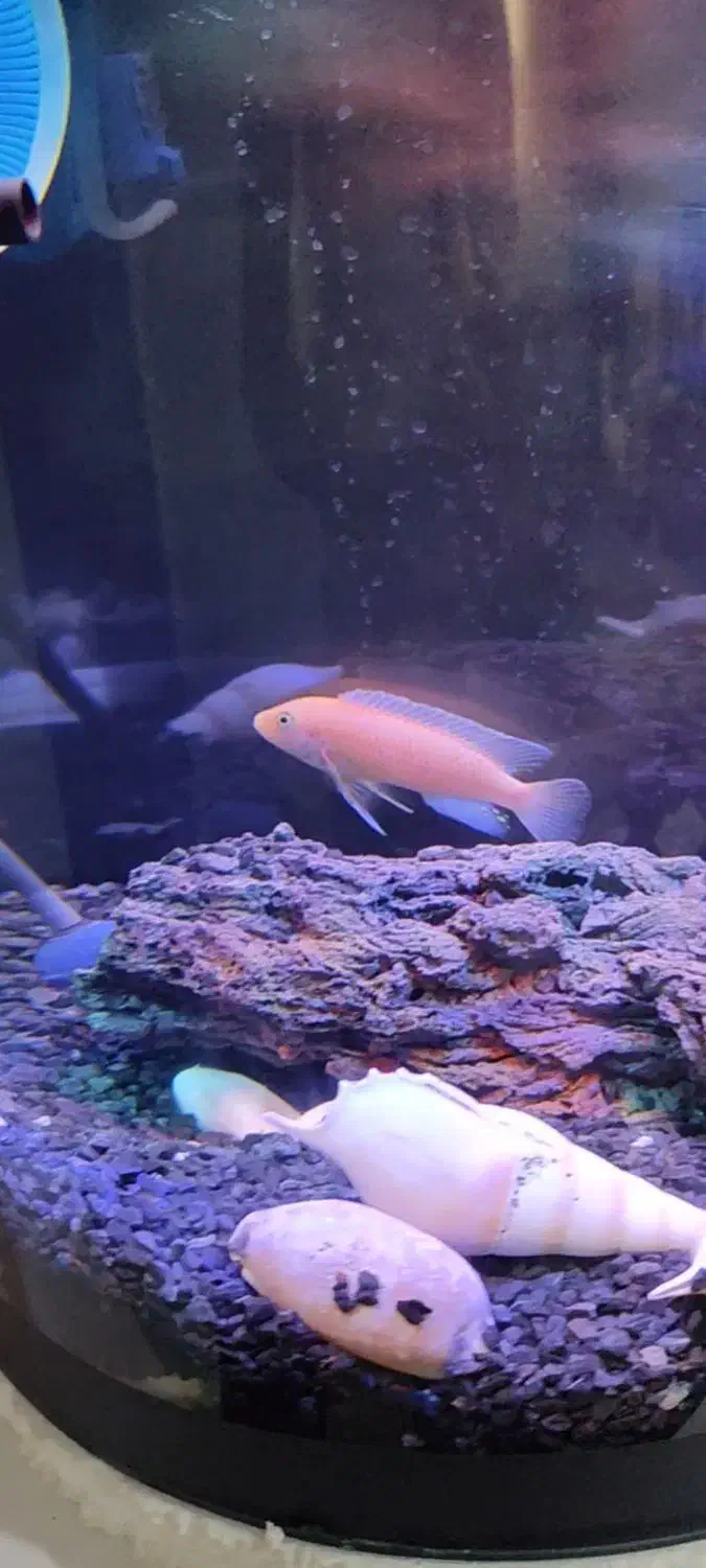 ماهی سیچلاید ماکرو زرد|ماهی|بردسکن, |دیوار