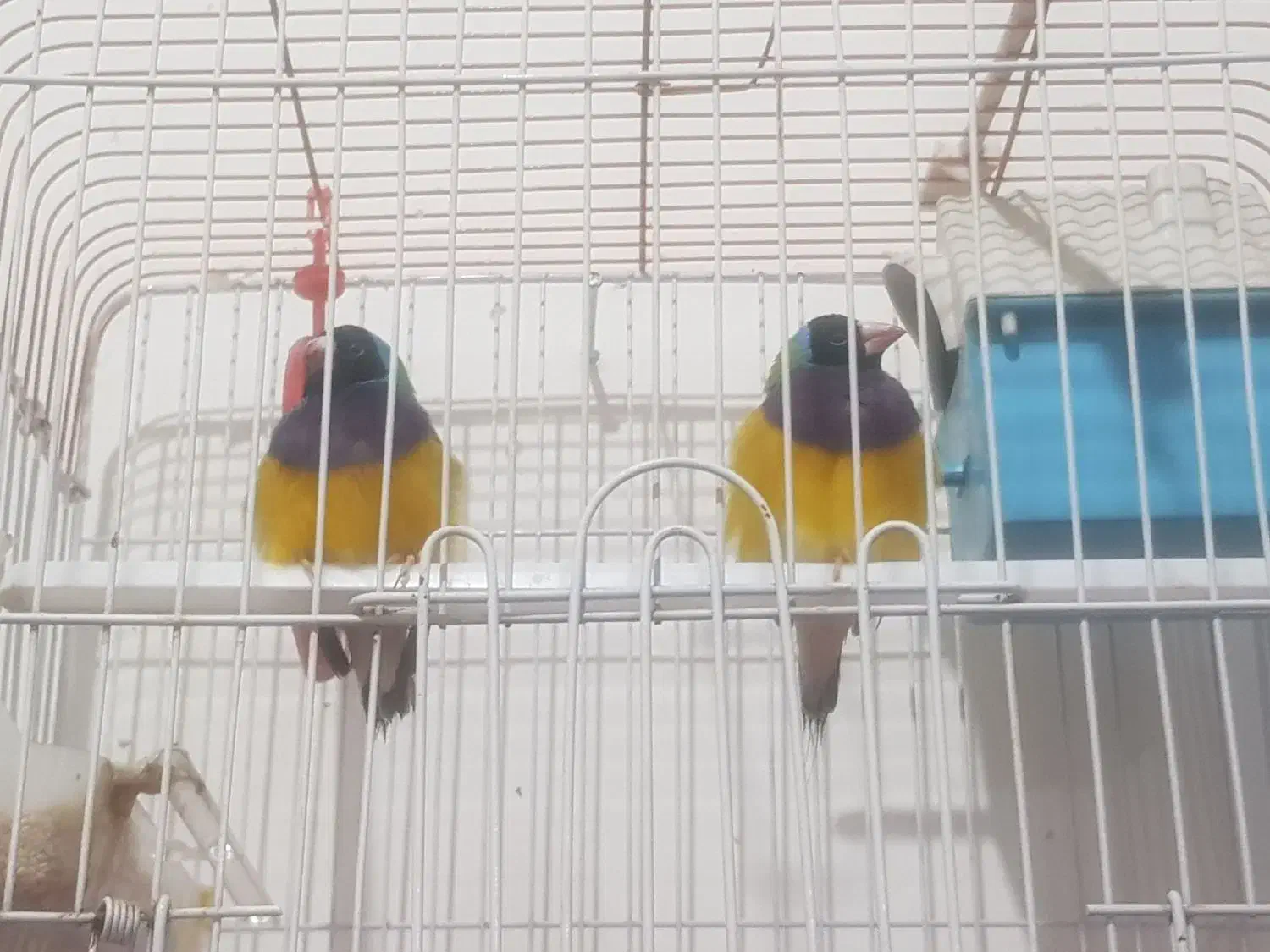 معاوضه فنچ گلدین با طوطی کتوله برزیلی|پرنده|کهنوج, |دیوار