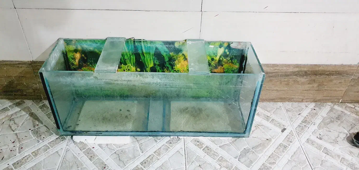 شیشه آکواریوم|ماهی|شادگان, |دیوار