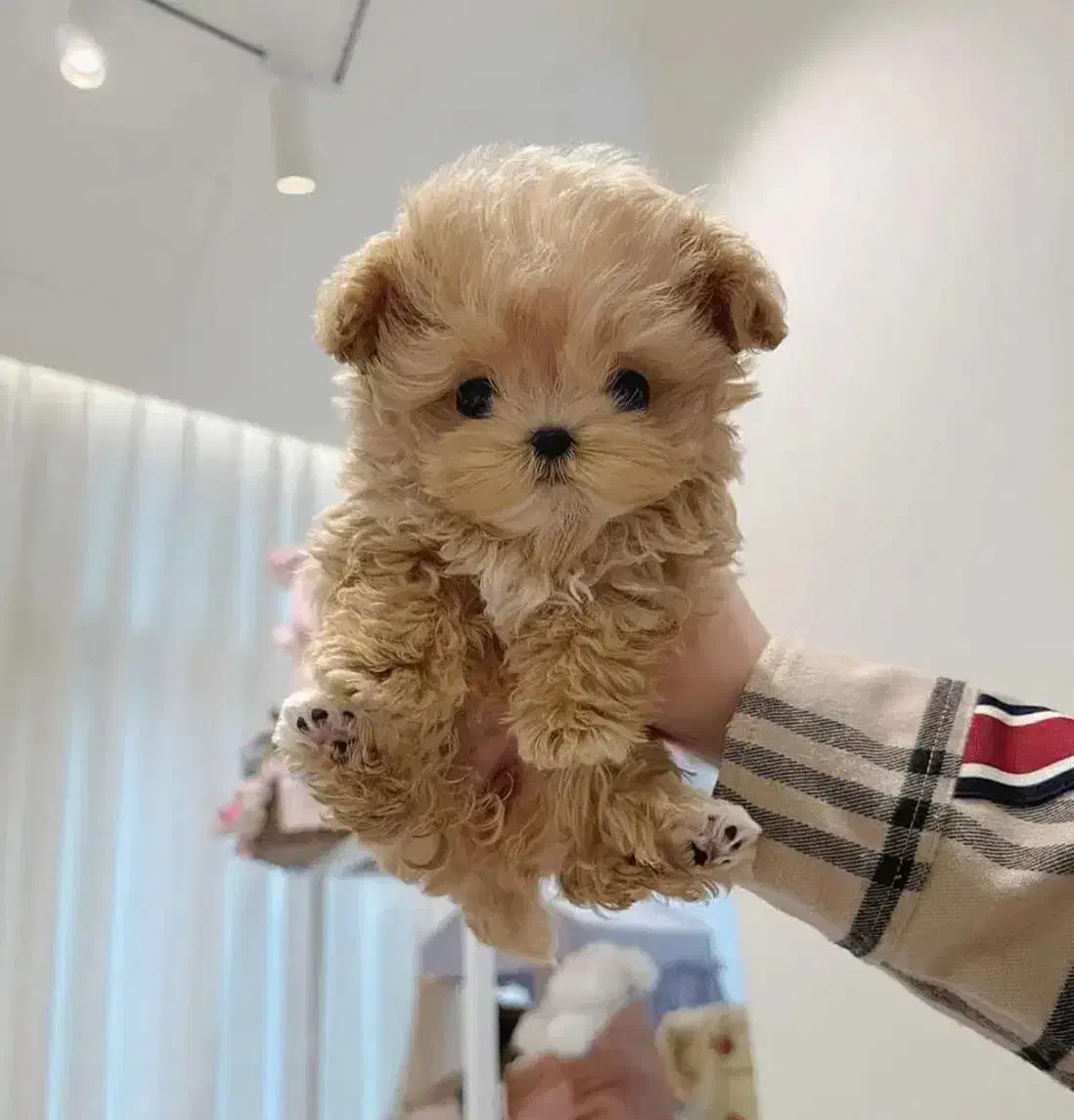 maltipooo|سگ|تهران, پونک|دیوار