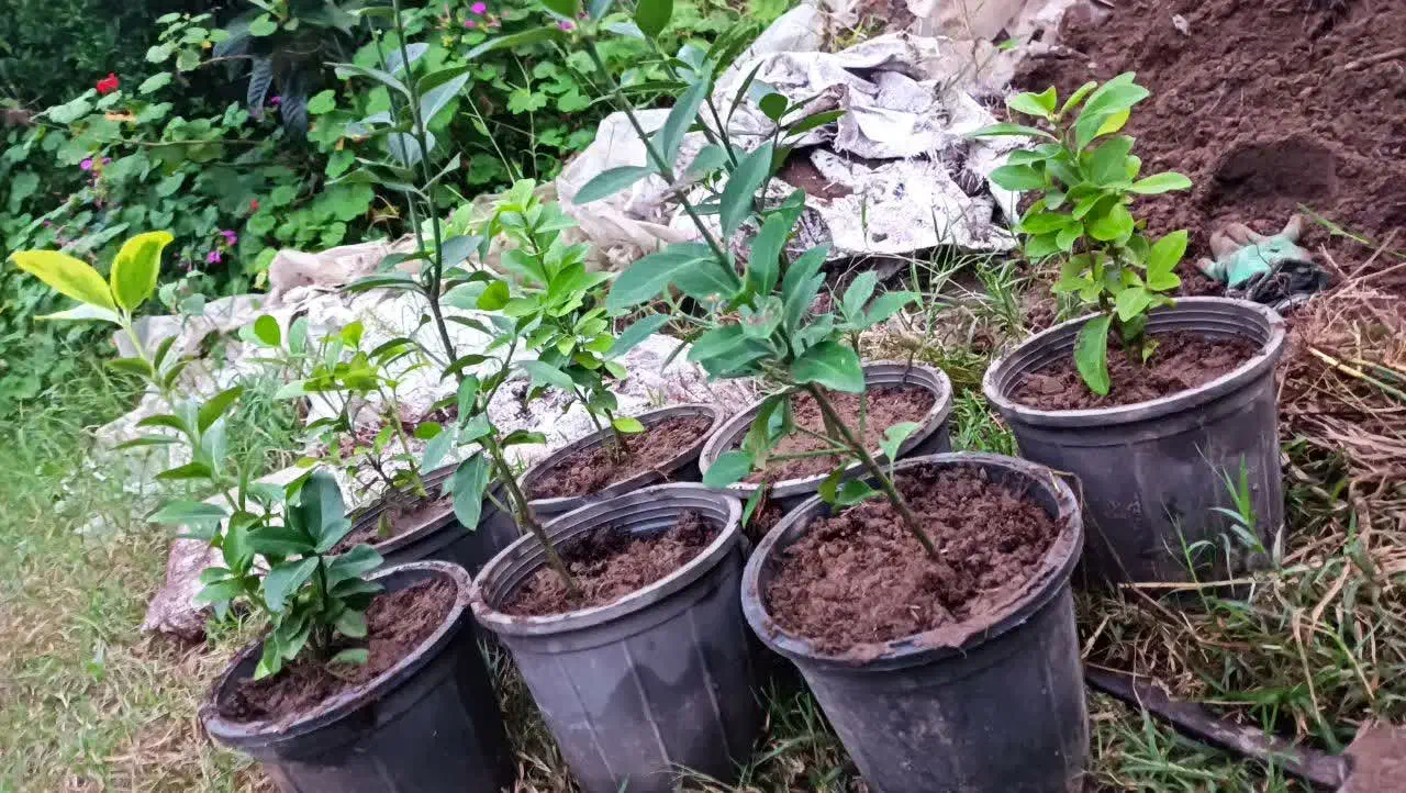 شمشاد سبز و طلایی|گل و گیاه طبیعی|رحیمآباد, |دیوار