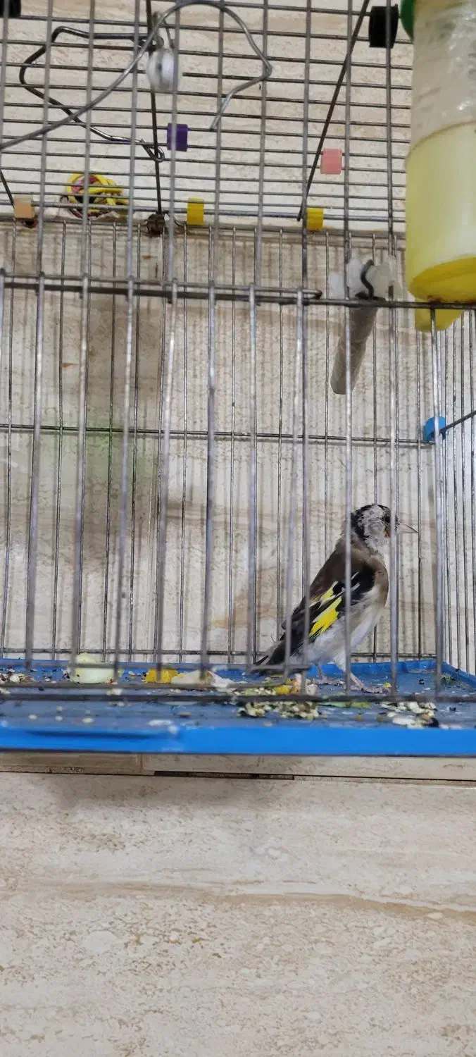 سهره قناری|پرنده|خمینیشهر, |دیوار