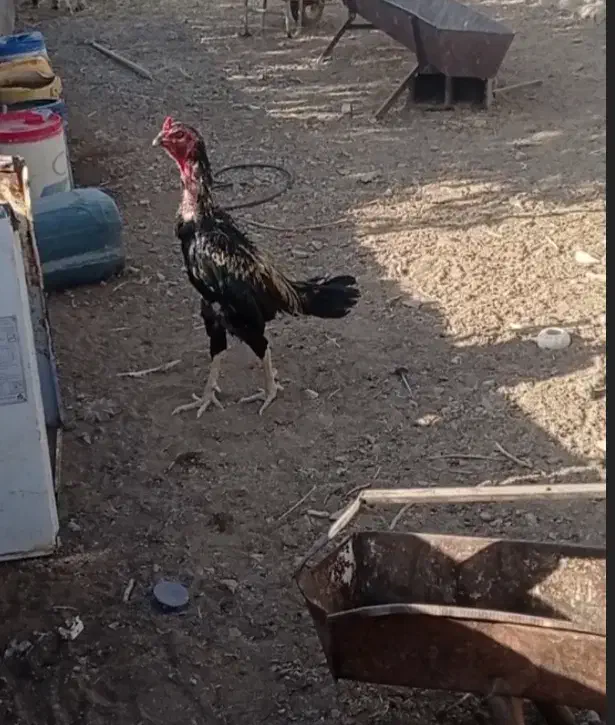 خروس لاری اصیل فروش فوری|حیوانات مزرعه|خواف, |دیوار