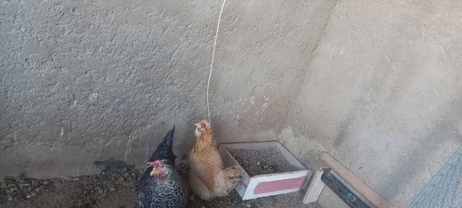 مرغ بومی|حیوانات مزرعه|خمینیشهر, |دیوار