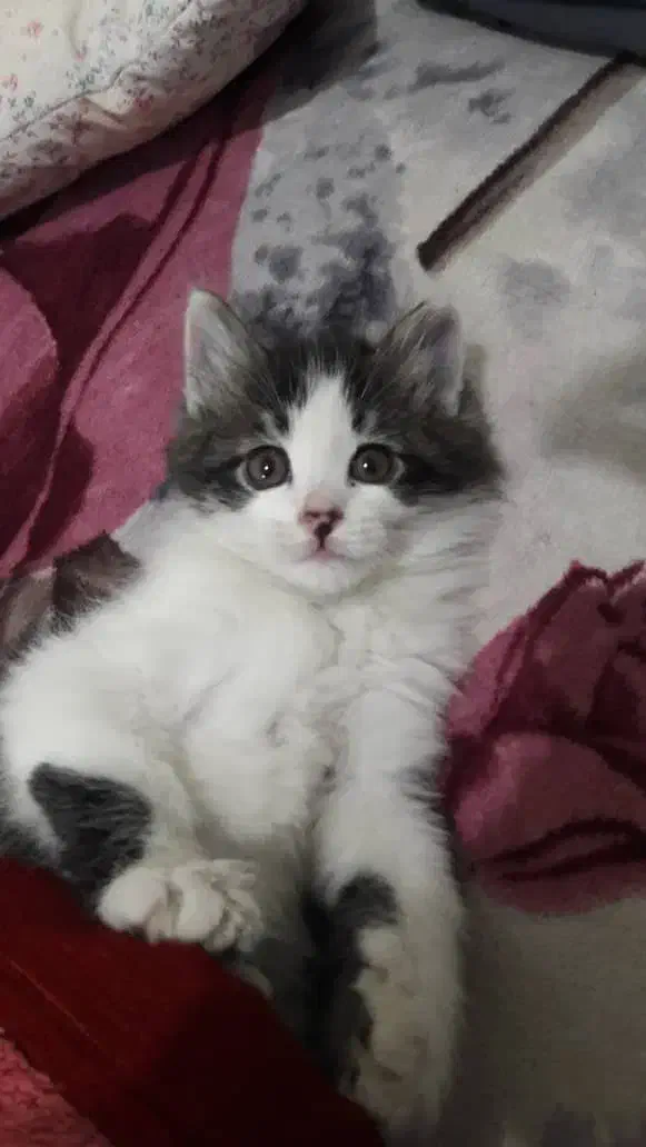 بچه گربه نر گوگولی و بامزه|گربه|تهران, آذری|دیوار