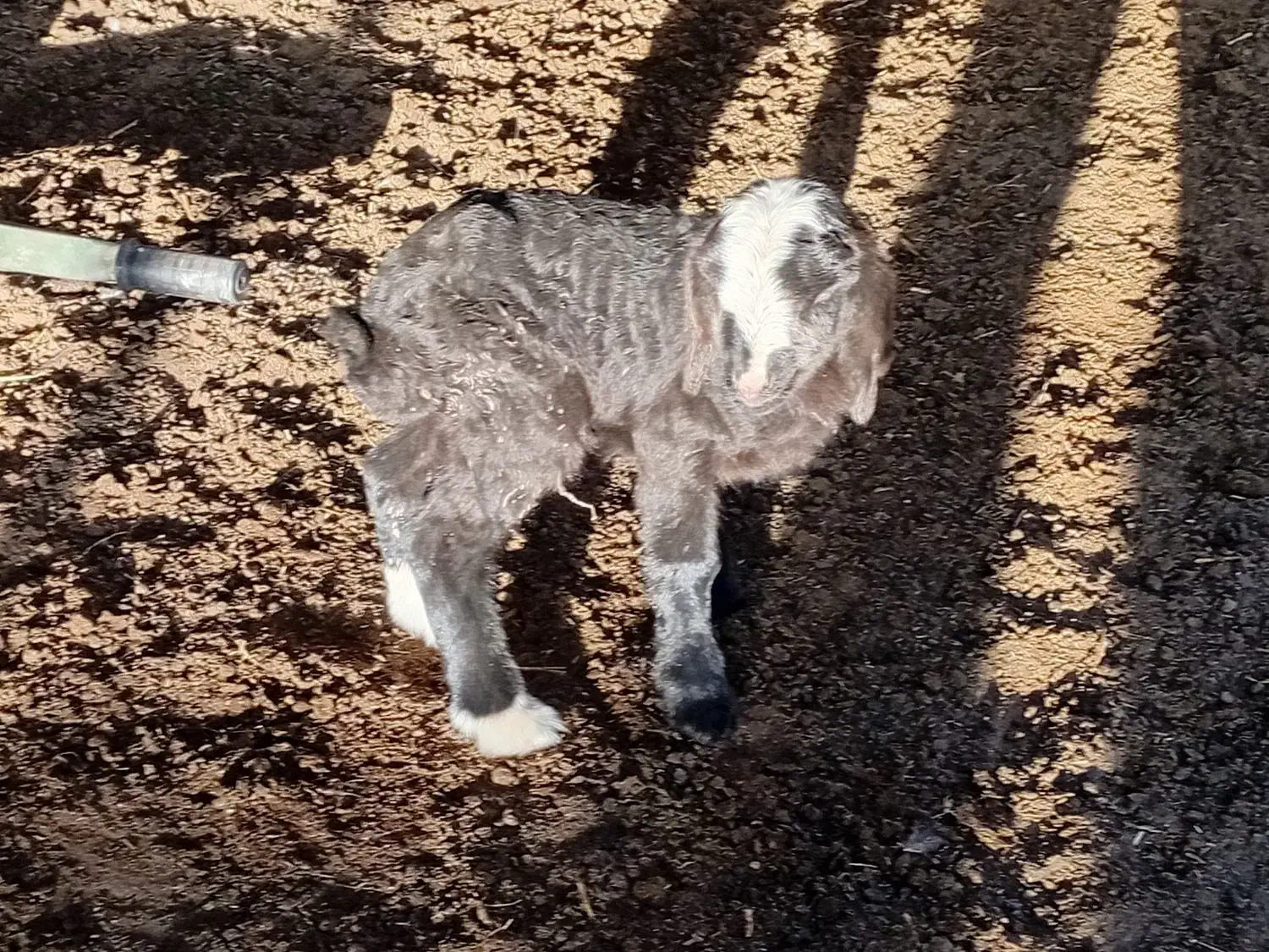 بره شیری|حیوانات مزرعه|مرودشت, ثبت احوال|دیوار