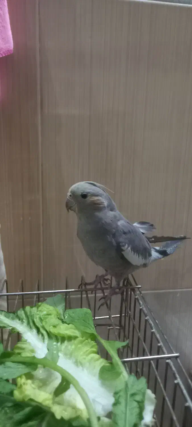 پرنده|پرنده|قم, نوبهار|دیوار