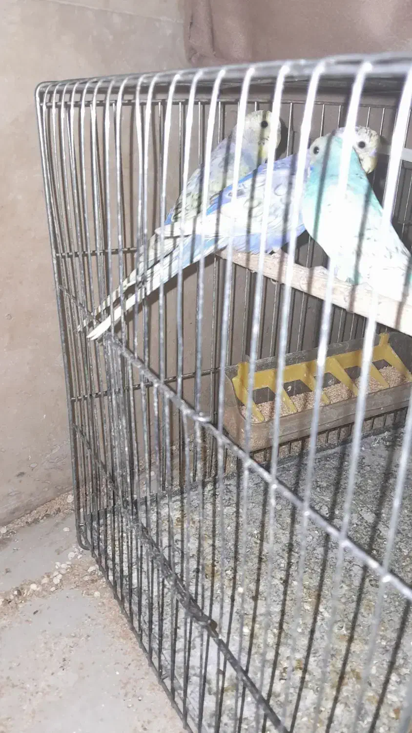 رنگین کمانی مرغ عشق|پرنده|تهران, ائمه اطهار|دیوار