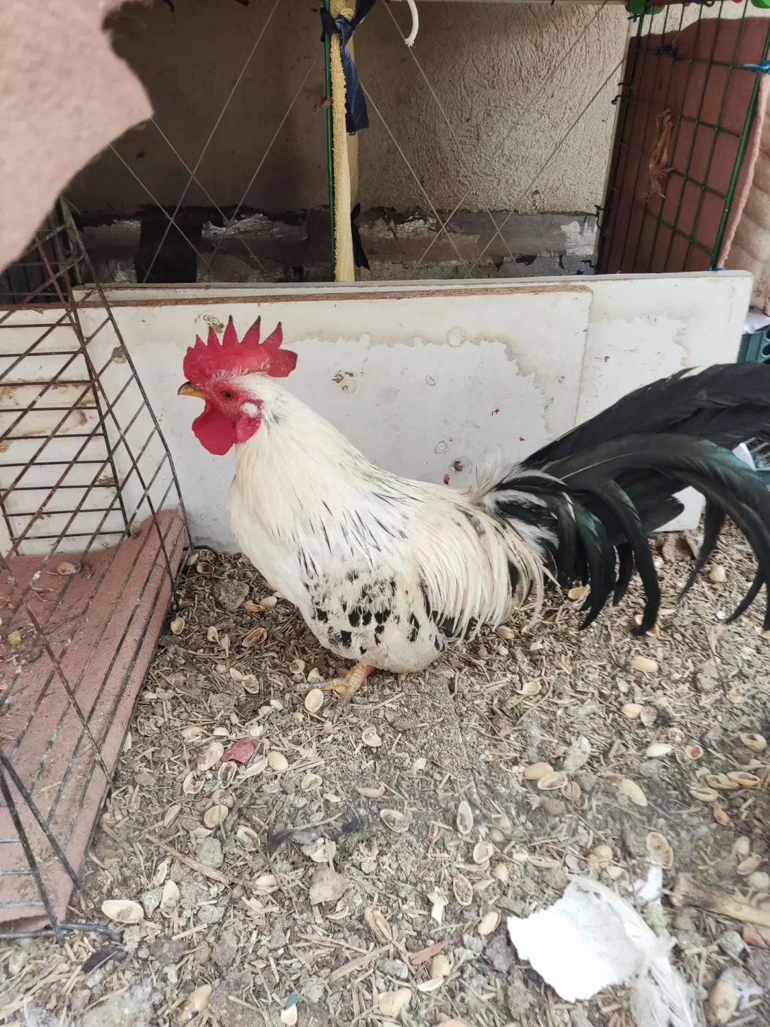 تخم نطفه دار مرغ جاپنیز|حیوانات مزرعه|قم, حاج زینل|دیوار