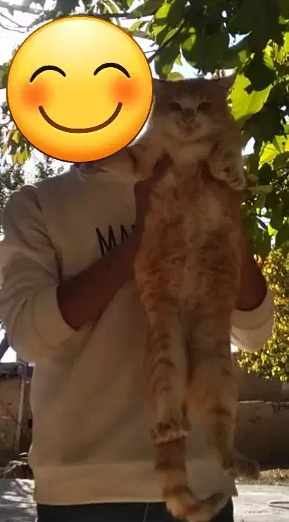 گربه ناز|گربه|خمین, |دیوار