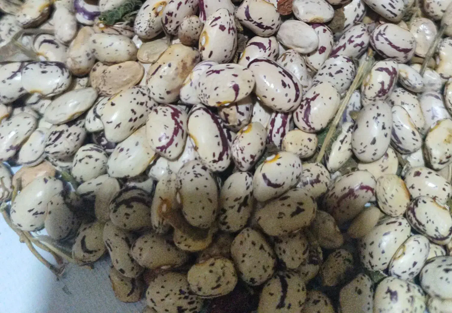 مشکین سهر|خوردنی و آشامیدنی|مشگین شهر, |دیوار