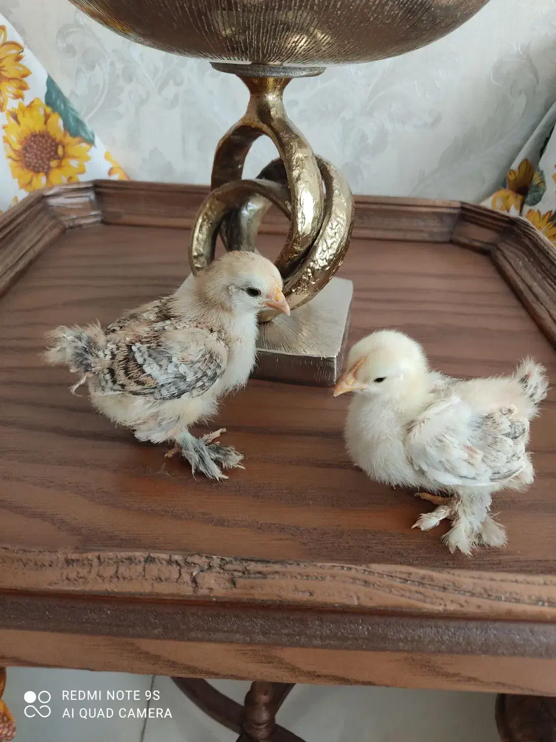 مرغ وخروس زینتی (کوشین)|حیوانات مزرعه|مشهد, نیروی هوایی|دیوار