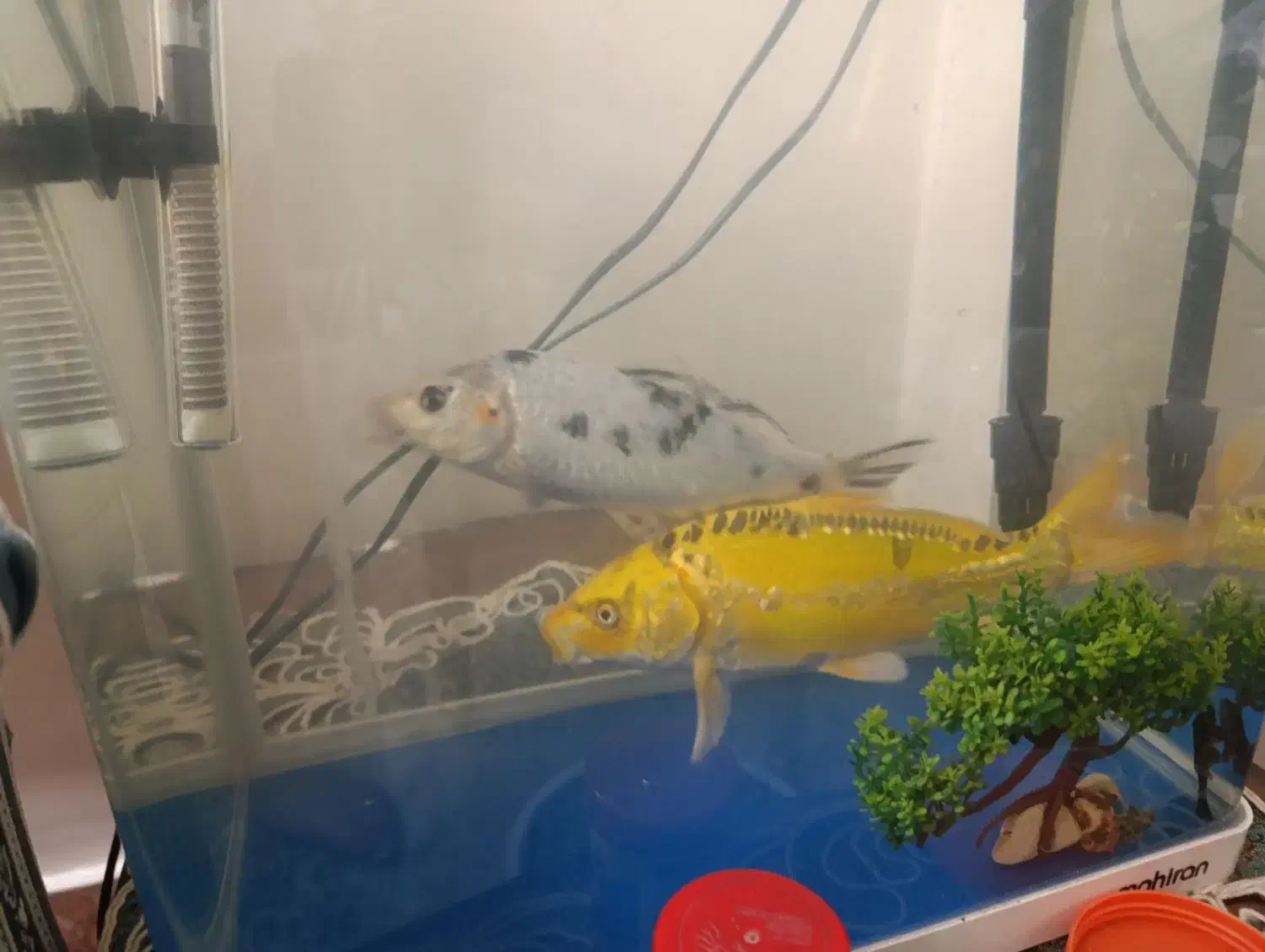 ماهی کوی ماهی فایتر|ماهی|تهران, توحید|دیوار