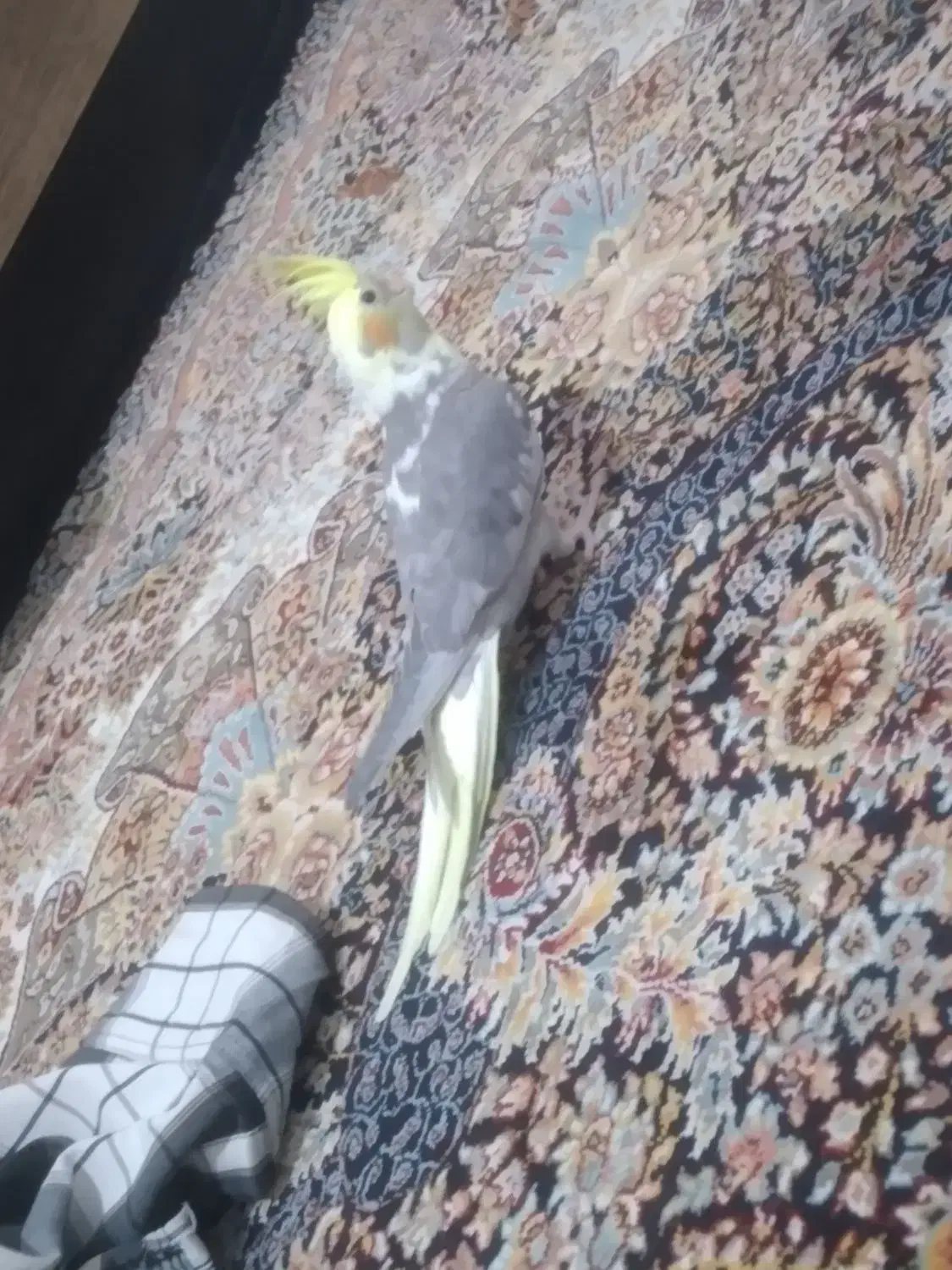 پرنده|پرنده|شاهدشهر, |دیوار