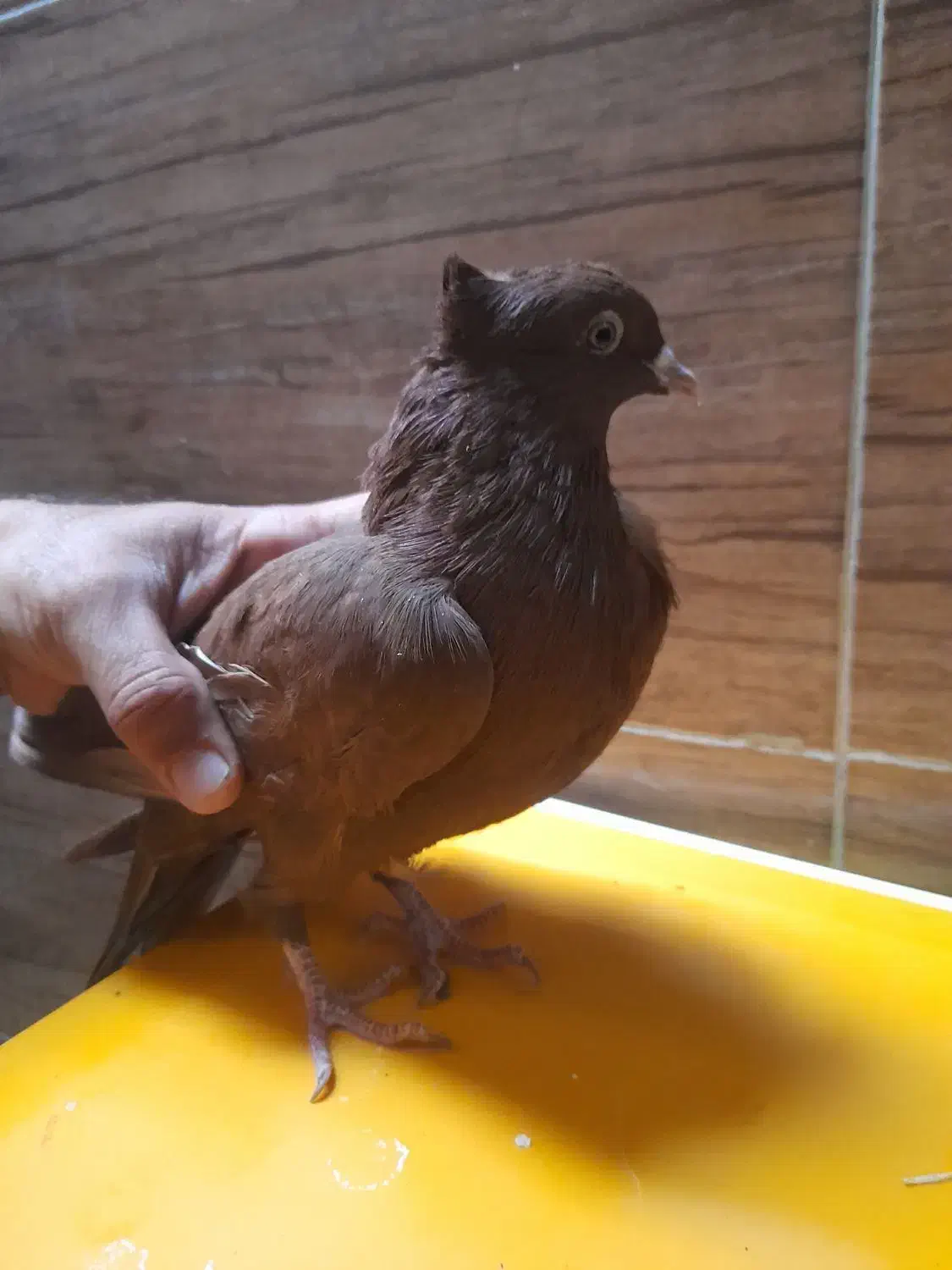 کبوتر سرخ|پرنده|شیراز, شهرک پرواز|دیوار