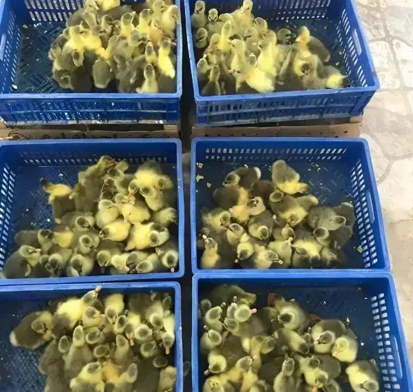 جوجه غاز محلی ۷ روزه|حیوانات مزرعه|ماسال, |دیوار