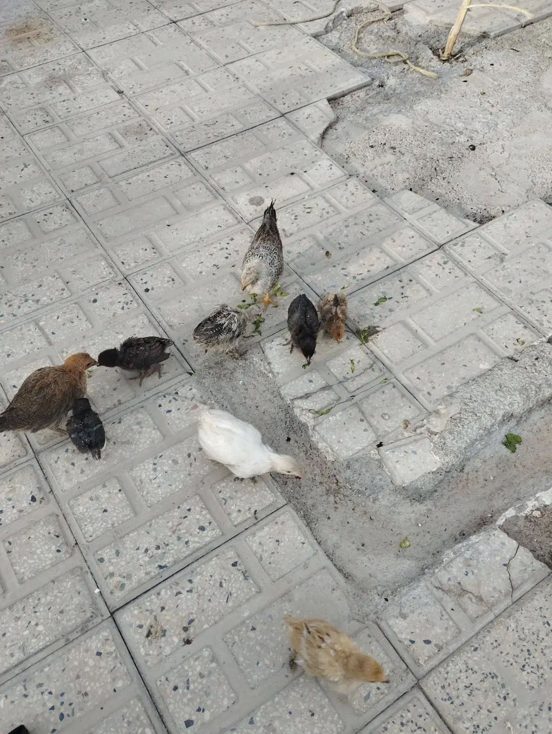 جوجه|حیوانات مزرعه|یاسوج, |دیوار