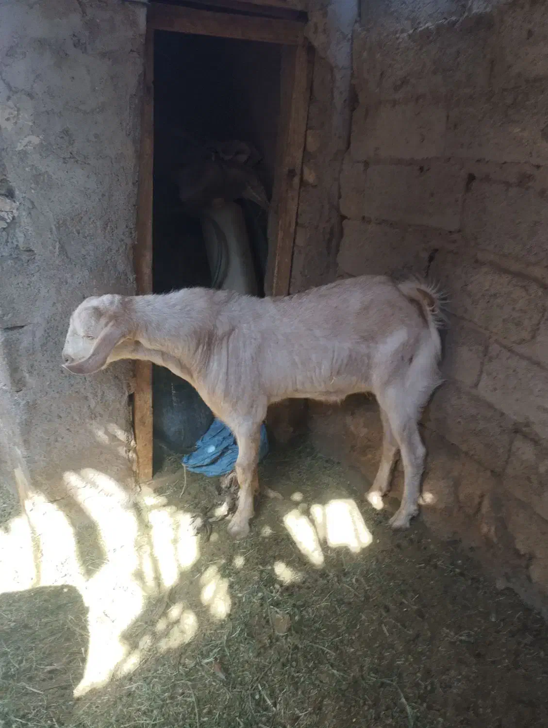 تروشک|حیوانات مزرعه|میرجاوه, |دیوار