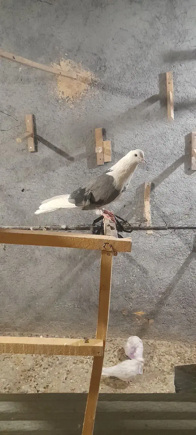 ۵تاکفتر|پرنده|ازنا, |دیوار