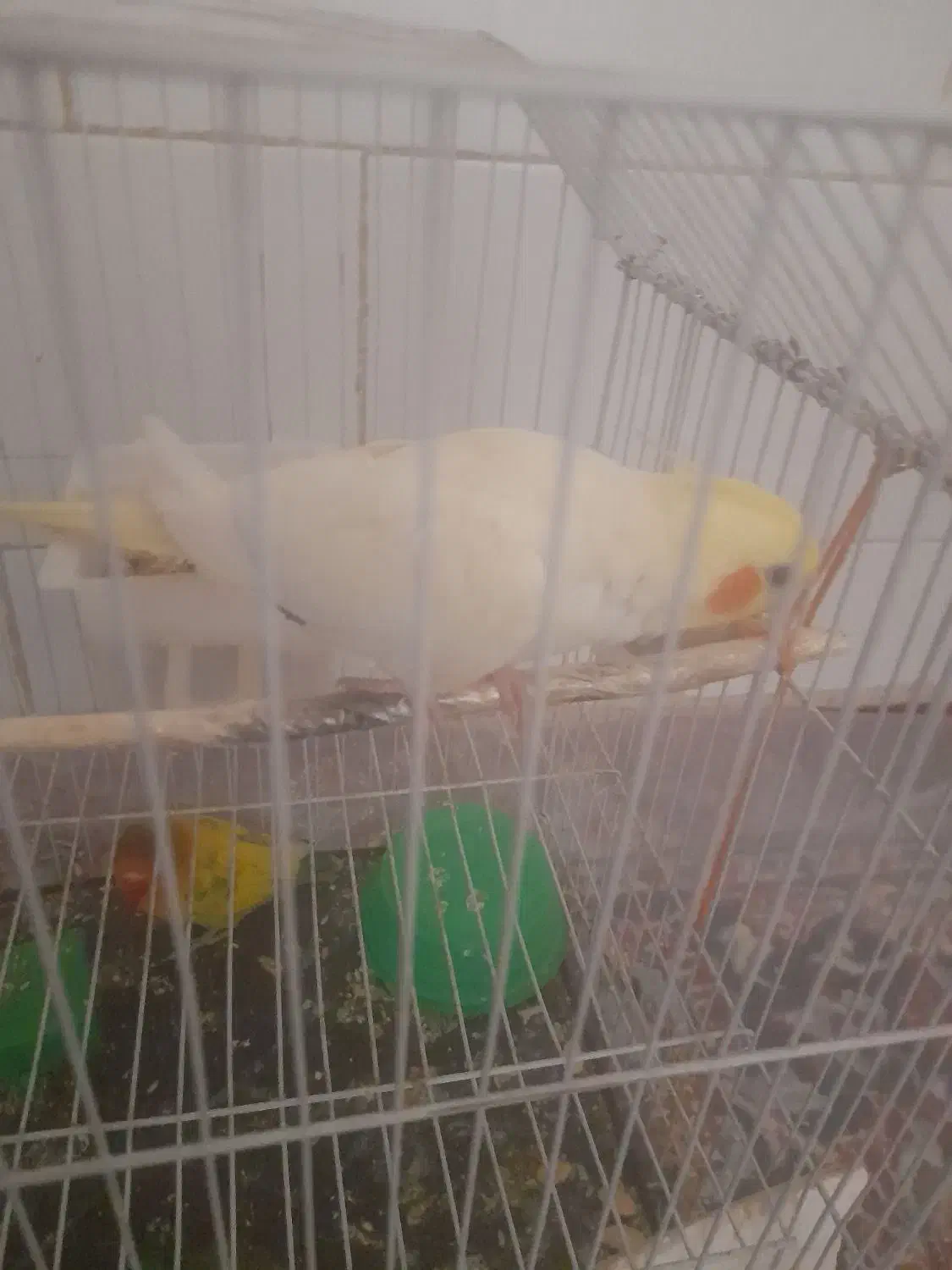 عروس فروشی|پرنده|نظرآباد, نظرآباد|دیوار