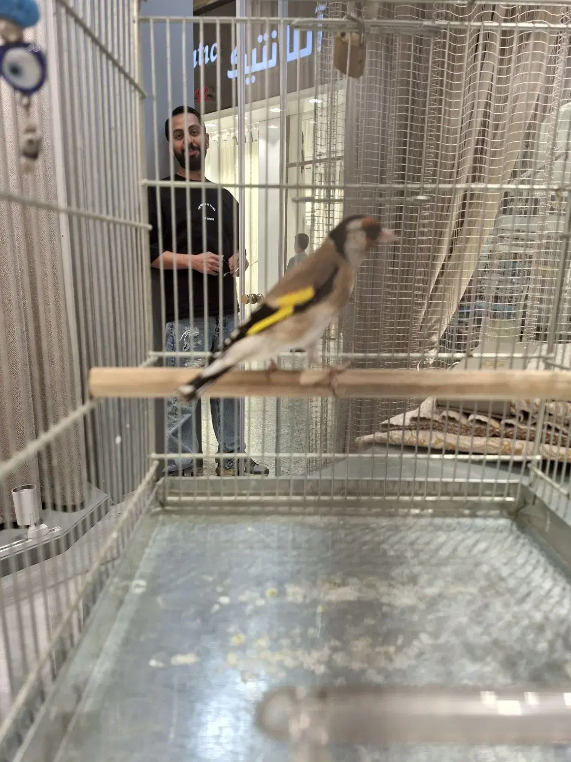 سهره نر فوق شرور مسابقه ایی جوجه امسال|پرنده|تهران, هرندی|دیوار