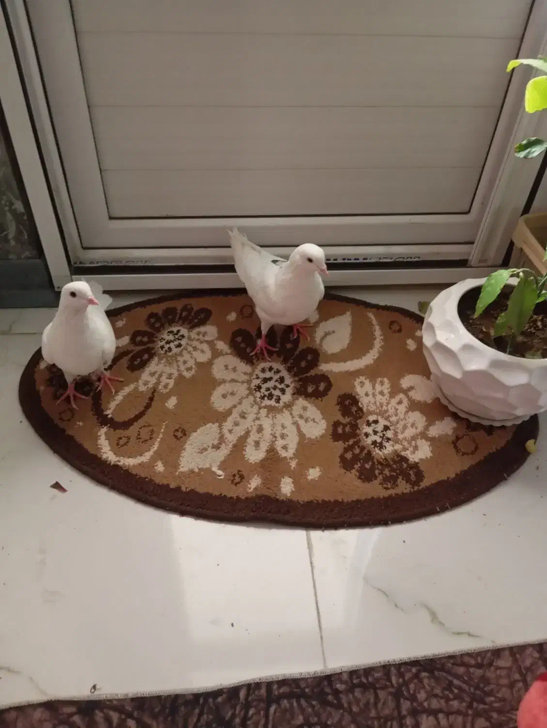 کفتر|پرنده|گلستان (تهران), |دیوار