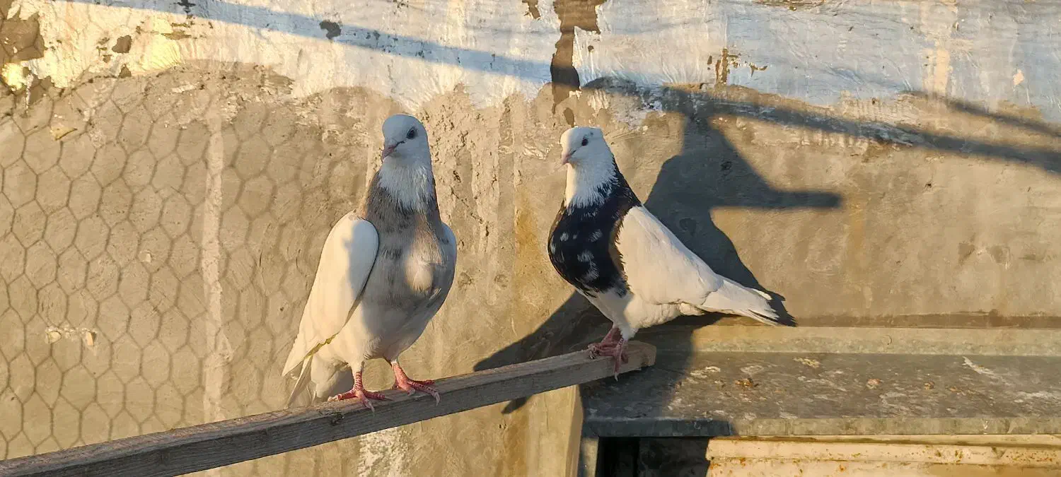 طوقی|پرنده|دهدشت, |دیوار