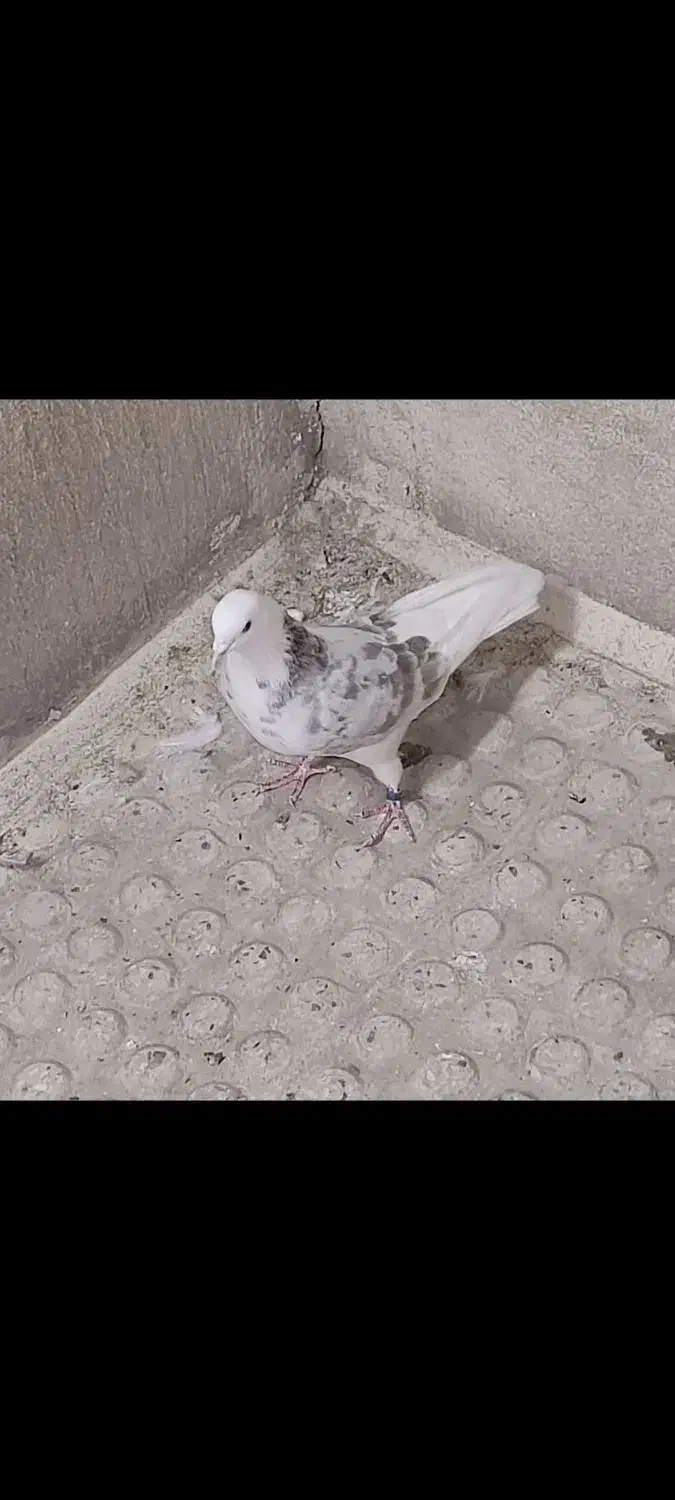 کفتر کبوتر سورو شازده هما کاکلی|پرنده|ری, فیروزآبادی|دیوار