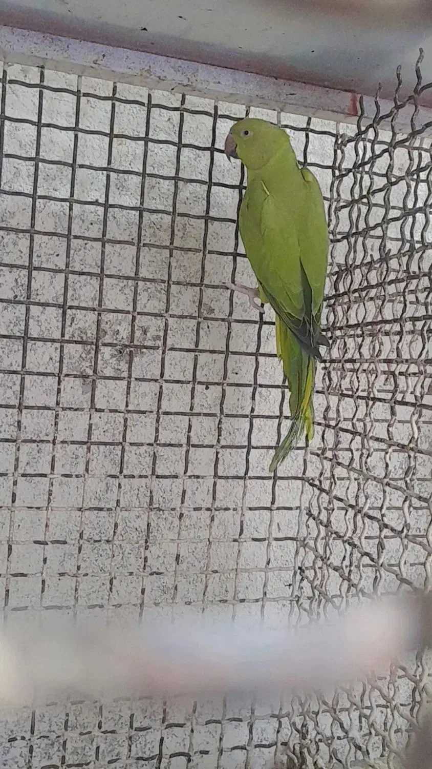 فروش تعداد طوطی|پرنده|پارسیان, |دیوار