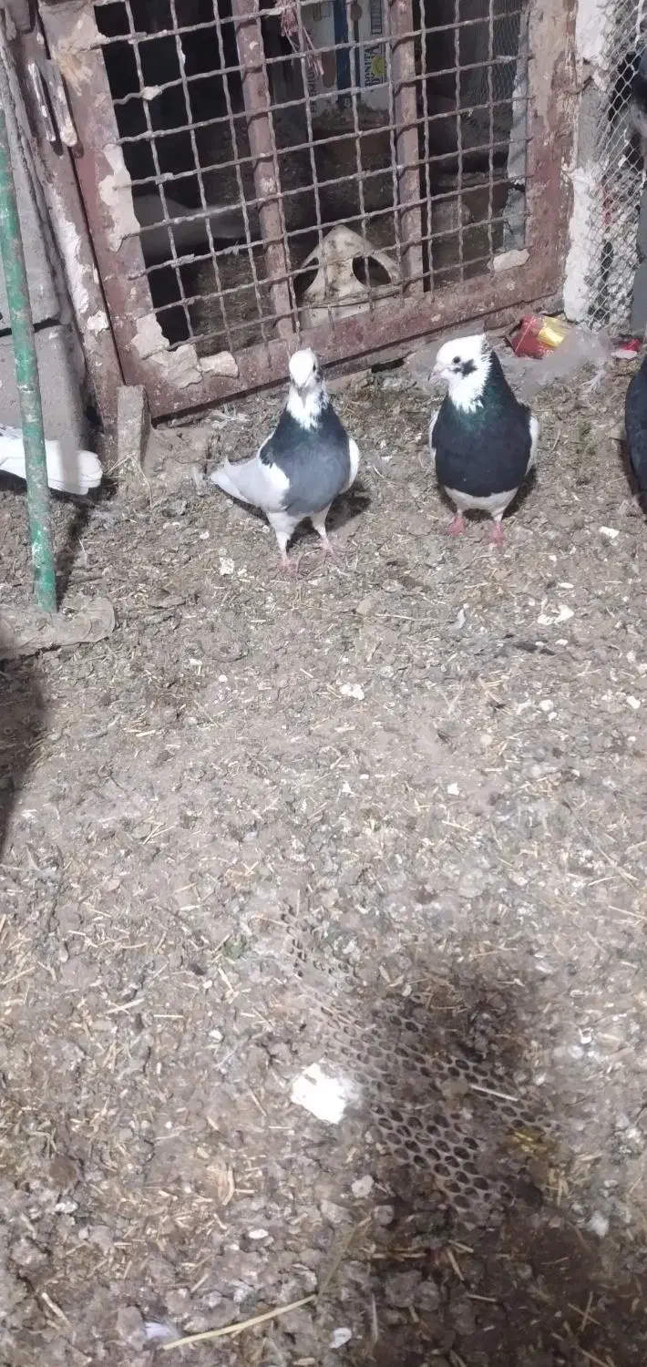 کبوتر طوقی|حیوانات|میاندوآب, |دیوار