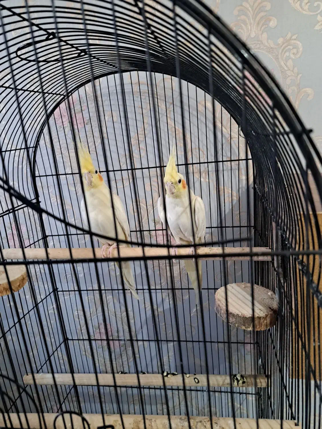 عروس هلندی|پرنده|پاکدشت, شهرک امام رضا|دیوار