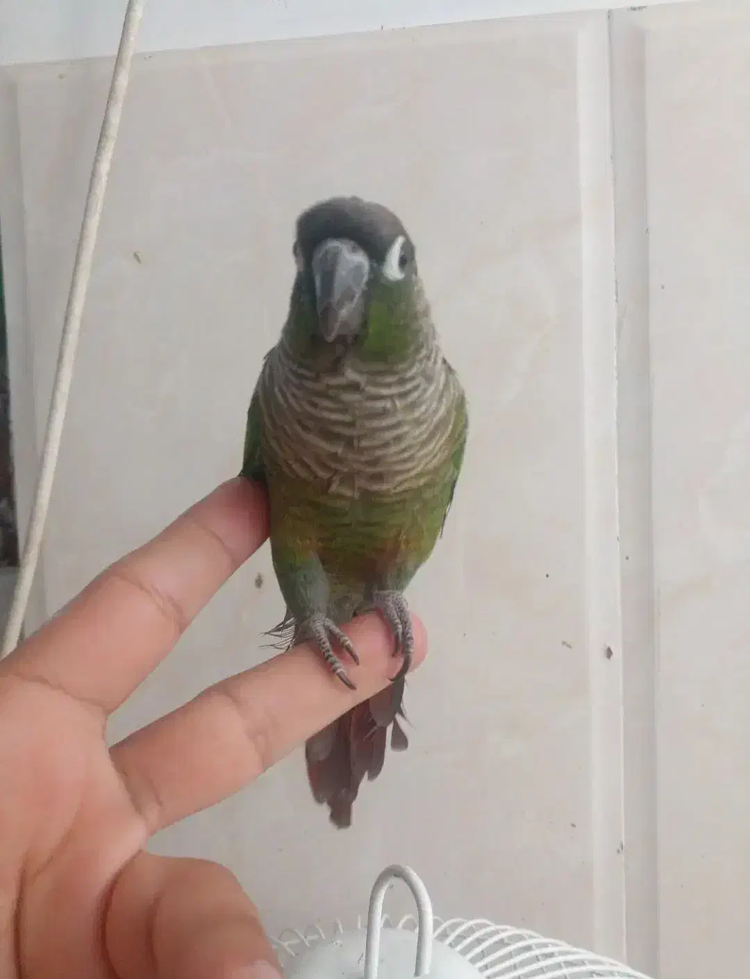 گرینچینگ نر دستی باقفس|پرنده|نیشابور, هفده شهریور|دیوار