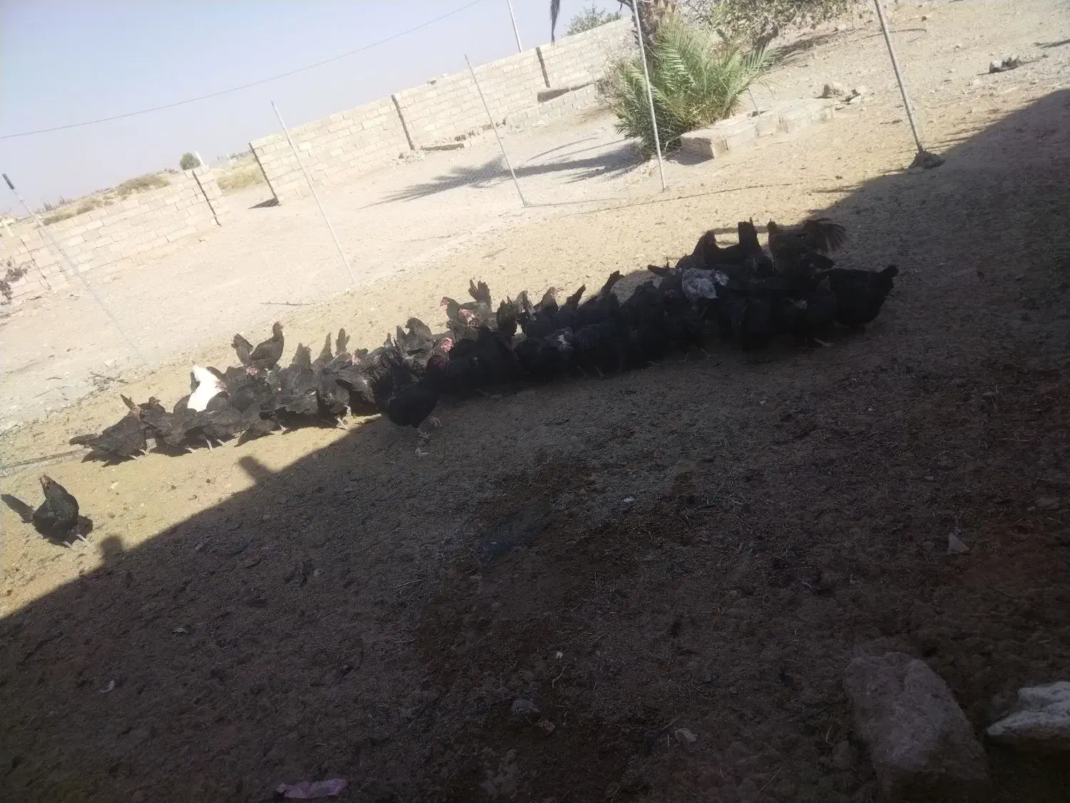 مرغ|حیوانات مزرعه|شیراز, ارم|دیوار