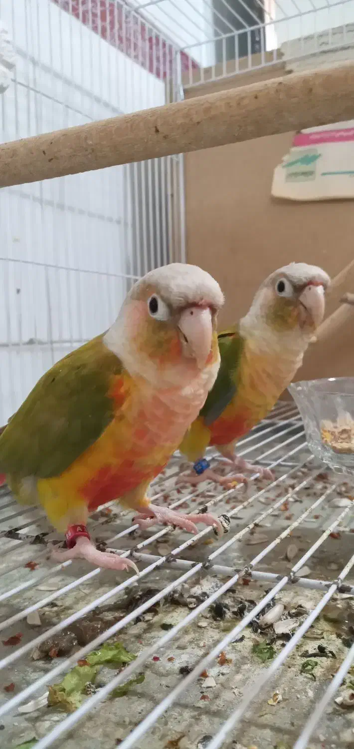 جفت گرینچیک نر و ماده|پرنده|مشهد, کوی المهدی|دیوار