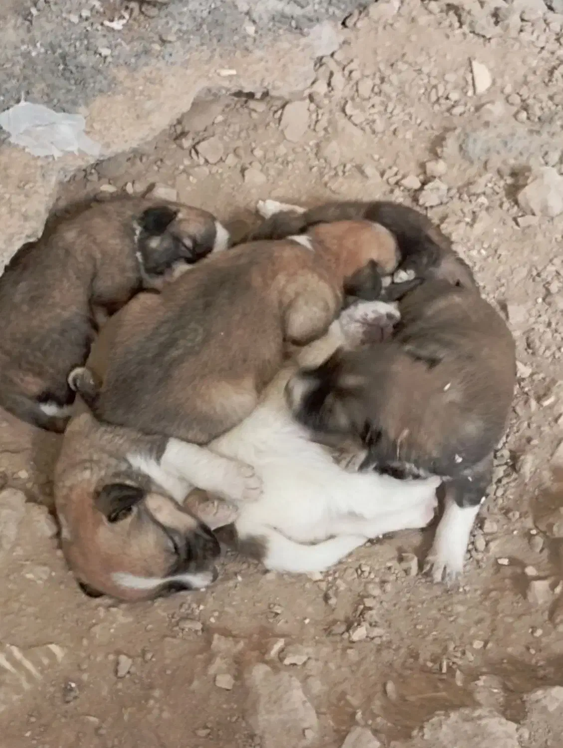 چند عدد توله سرابی اصل|سگ|شیراز, کاراندیش|دیوار