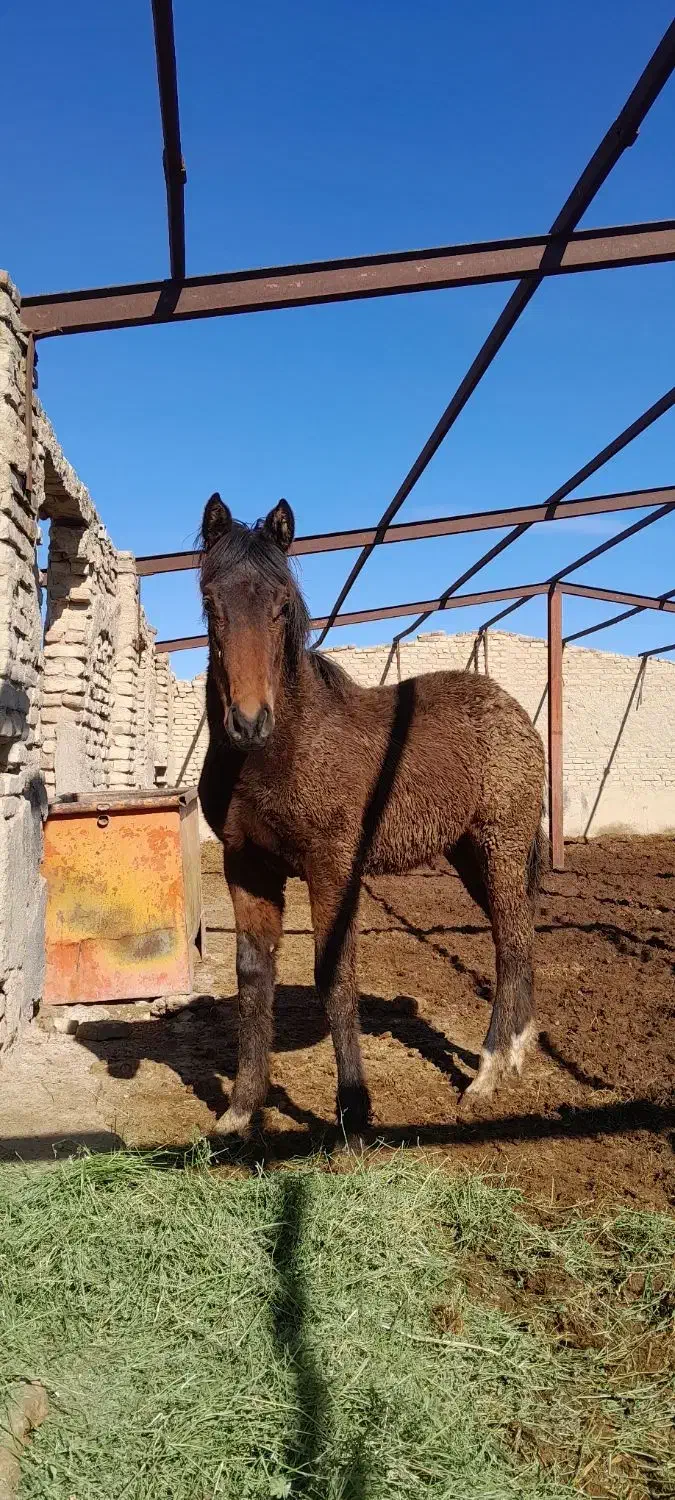 اسب نریون|اسب و تجهیزات اسب‌سواری|شیروان (خراسان), |دیوار