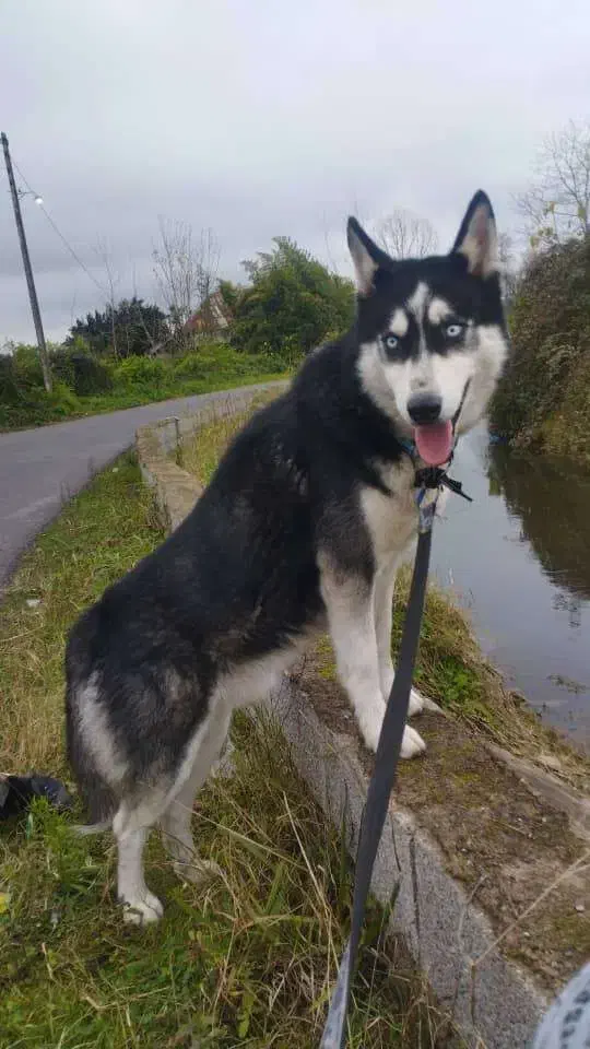 هاسکی|سگ|رشت, شهرک قدس|دیوار