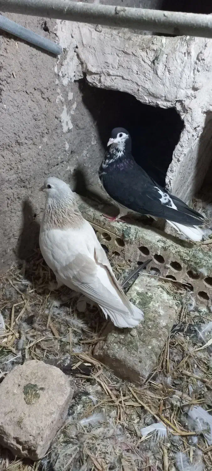 یک جفت کبوتر صده|پرنده|سبزوار, سجاد|دیوار