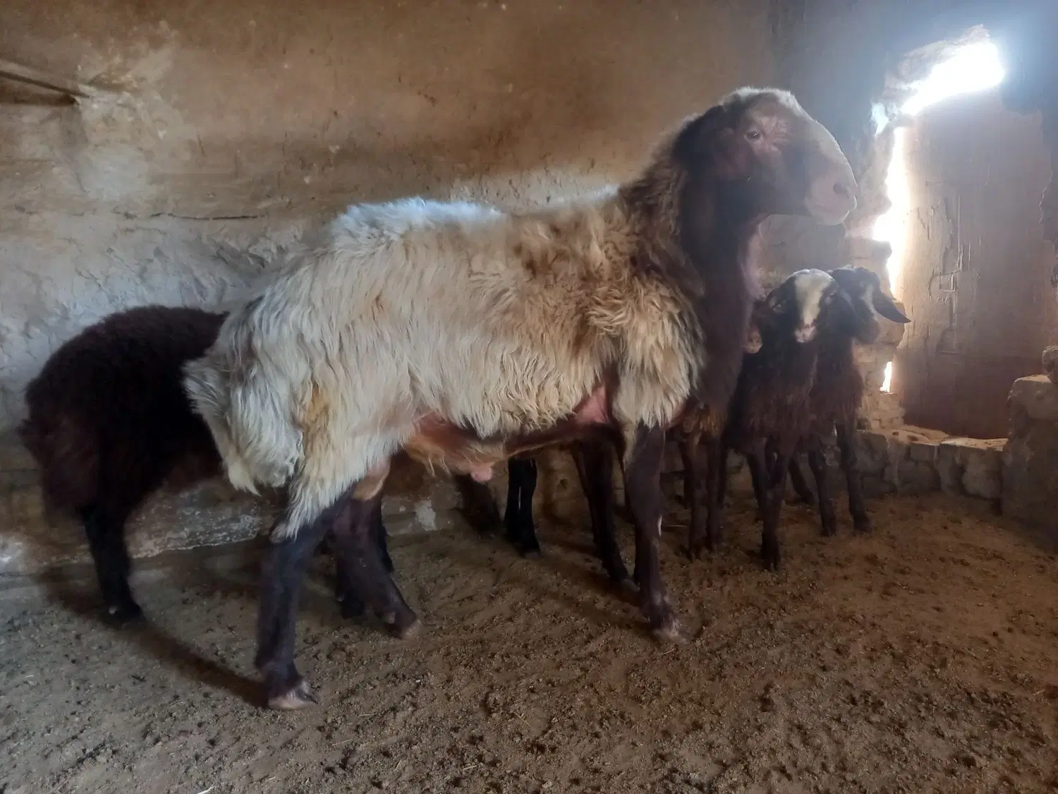 بره|حیوانات مزرعه|سمنان, |دیوار
