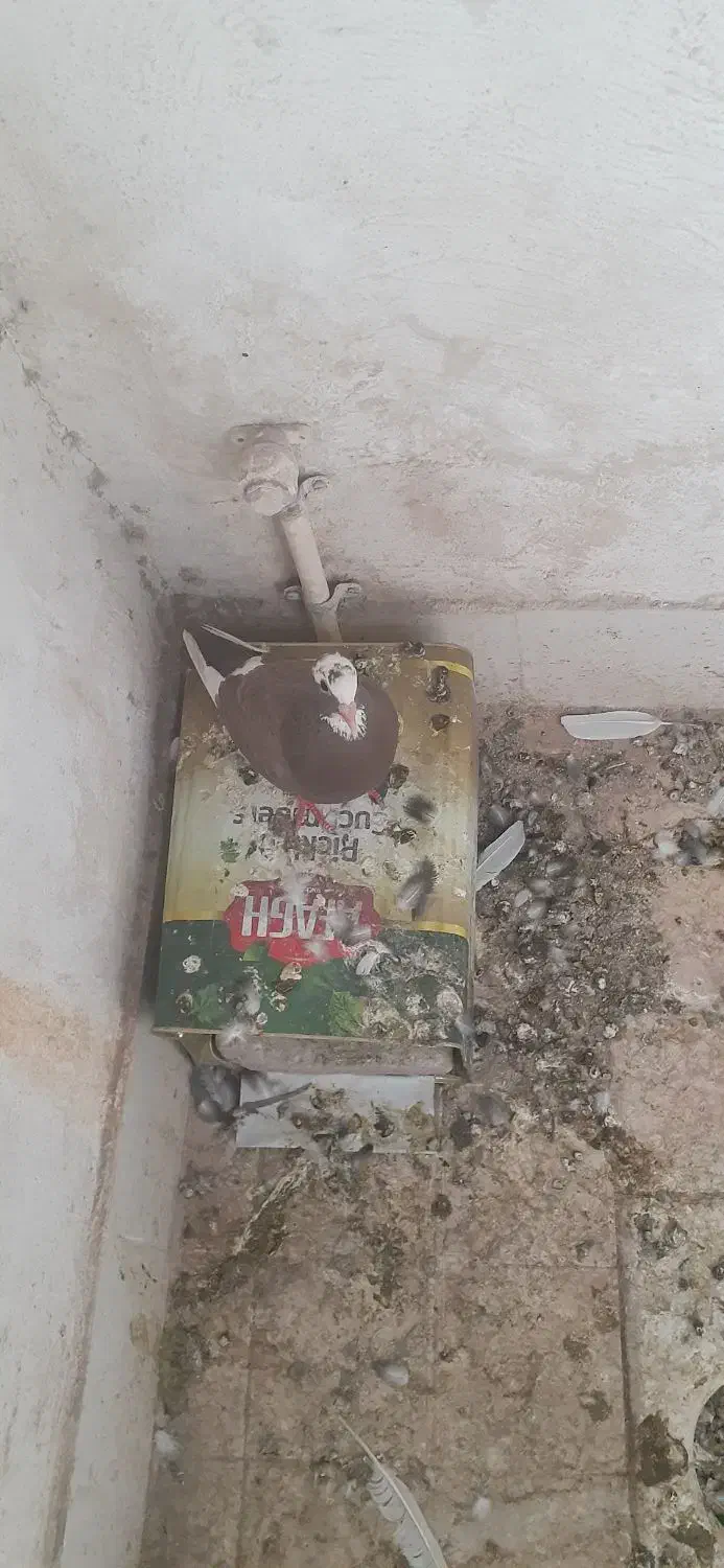 فروش یا معاوضه با مرغ یا خروس|پرنده|کرمان, |دیوار