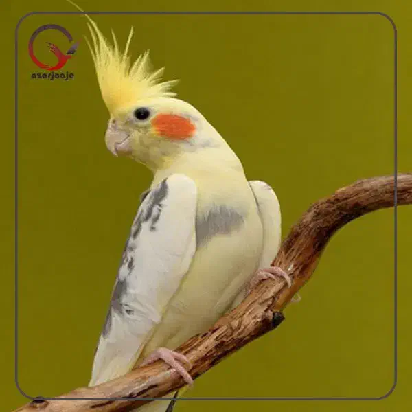 خرید و فروش عروس هلندی به صورت تکی وجفت|پرنده|یزد, |دیوار