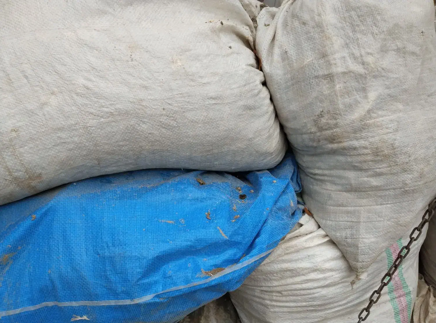 کودکبوتر|گل و گیاه طبیعی|ابهر, |دیوار