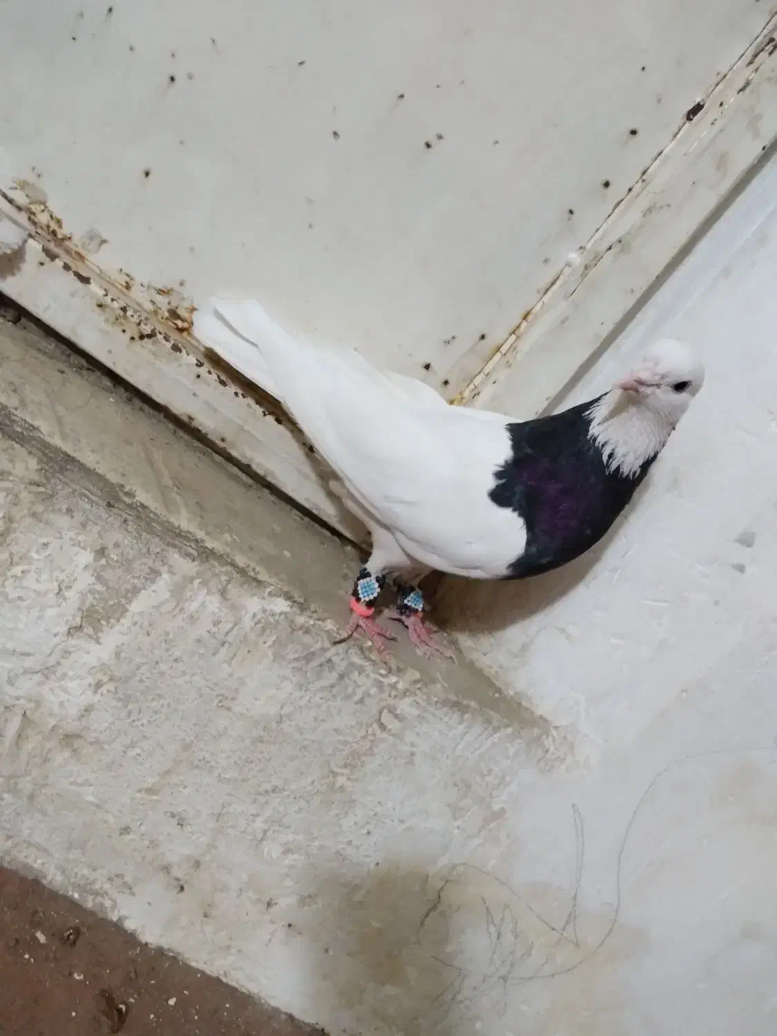 حیوان|حیوانات|نیشابور, بنیاد شهید|دیوار