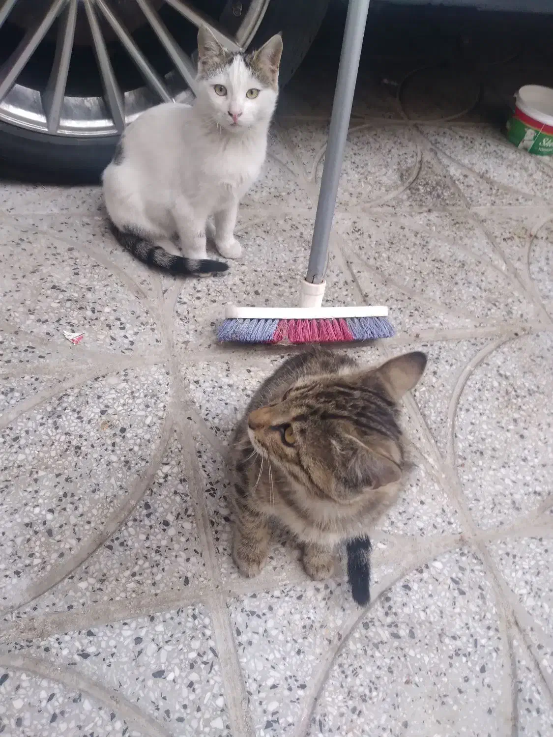 گربه تمیز وخانگی وسالم|گربه|صحنه, |دیوار