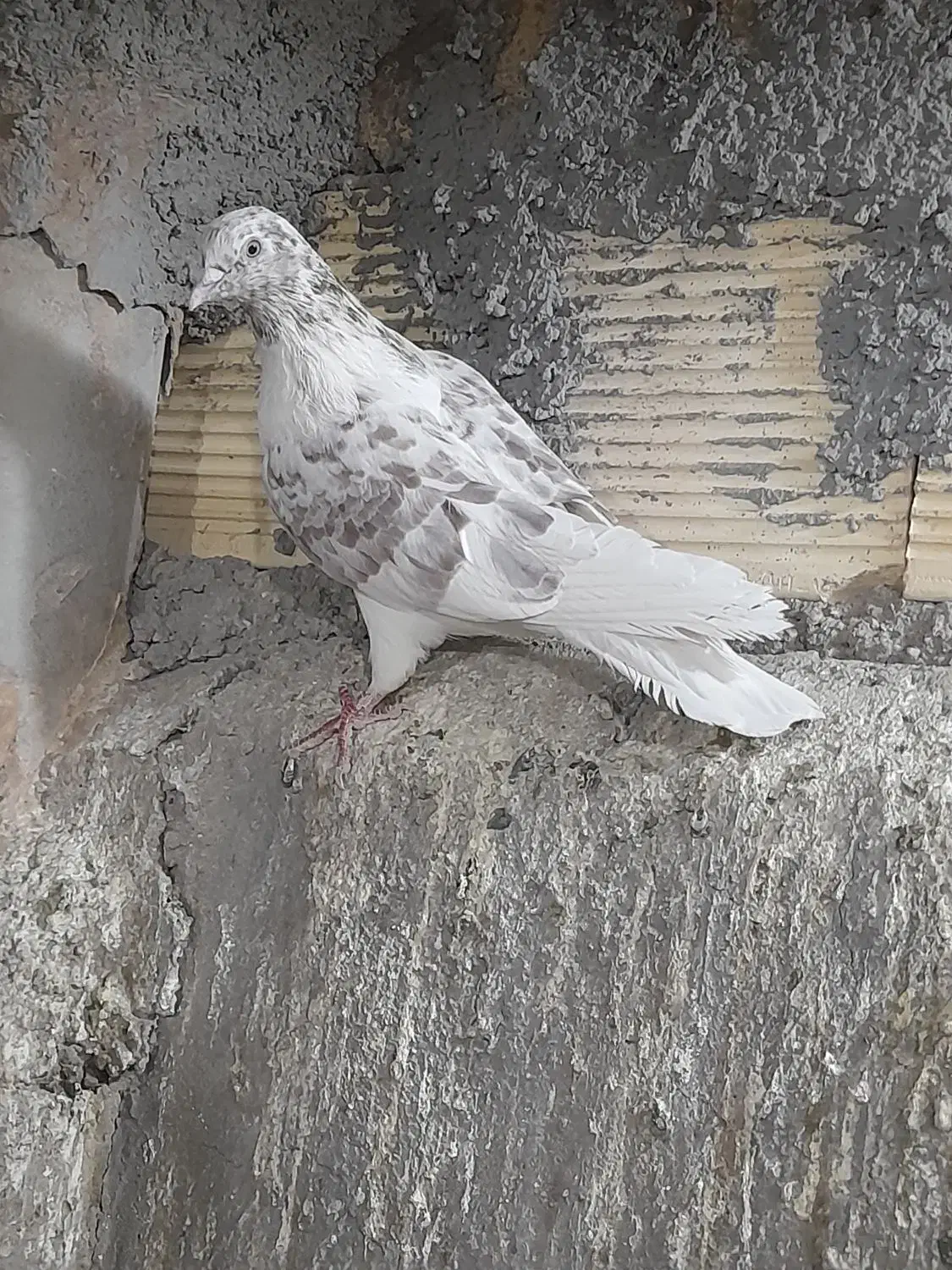 کفتر|پرنده|ساوه, |دیوار