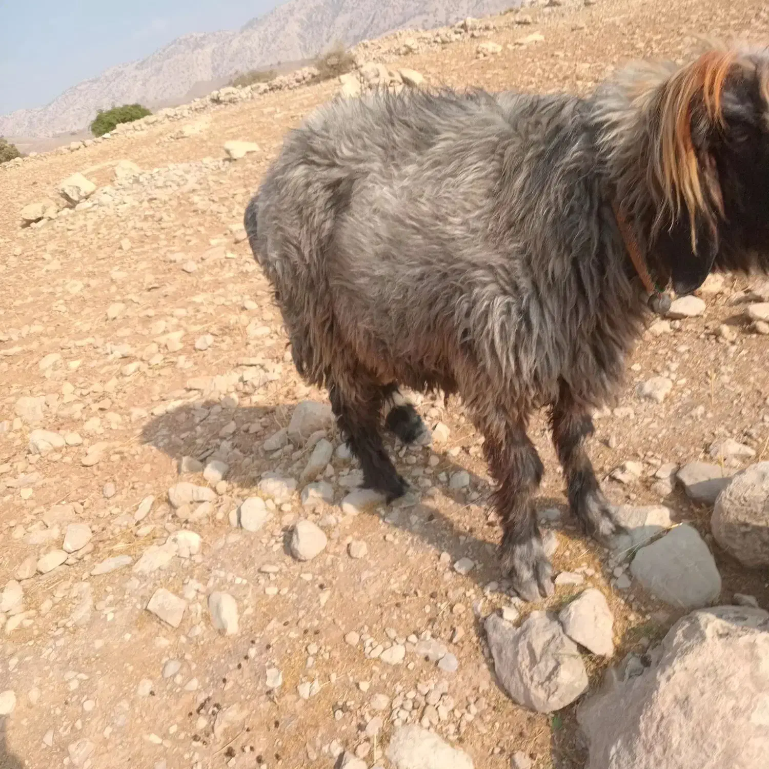 قوچ فروشی تخمی نژاددار|حیوانات مزرعه|اندیکا, |دیوار