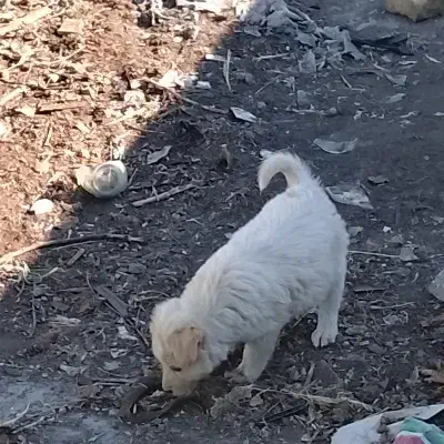 یک جفت توله سگ نر|سگ|کرمانشاه, |دیوار