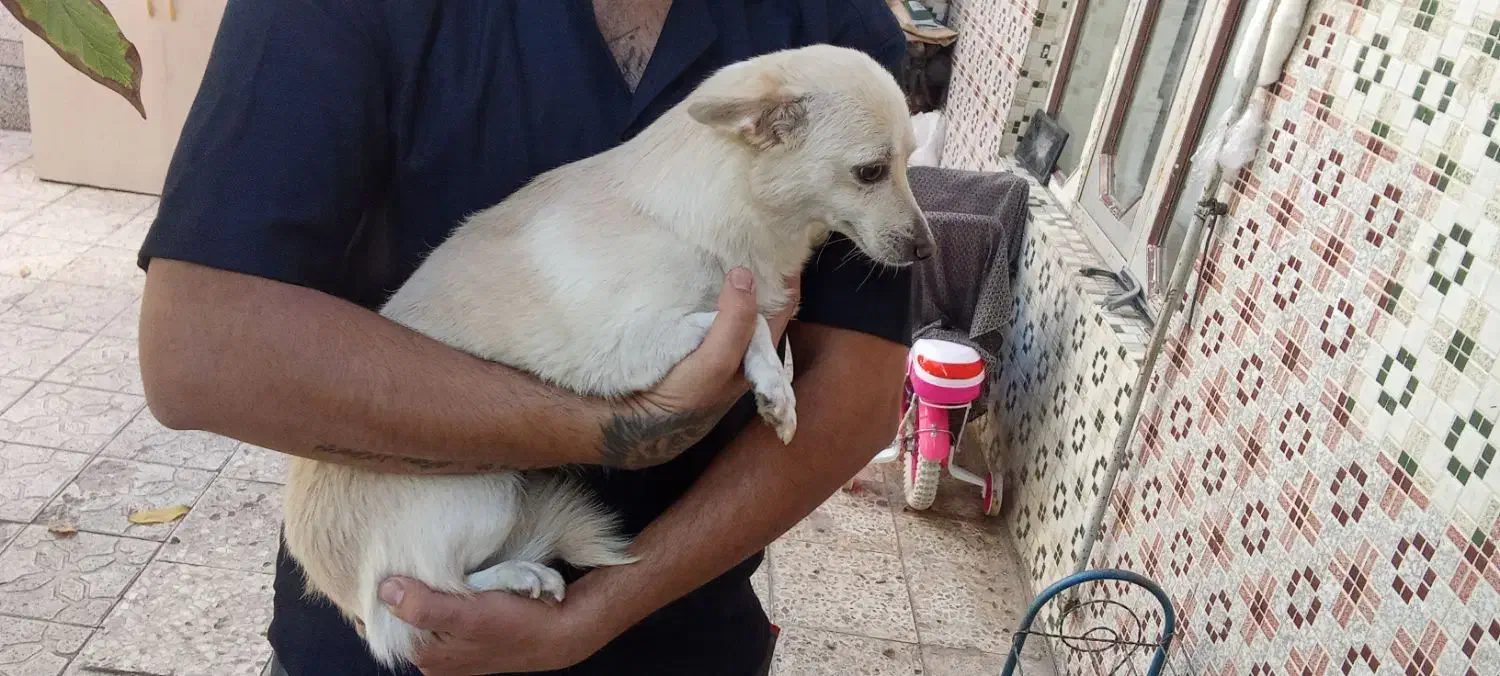 پامر2/5ساله تربیت شده جفت خورده واگذاری|سگ|زنجان, |دیوار