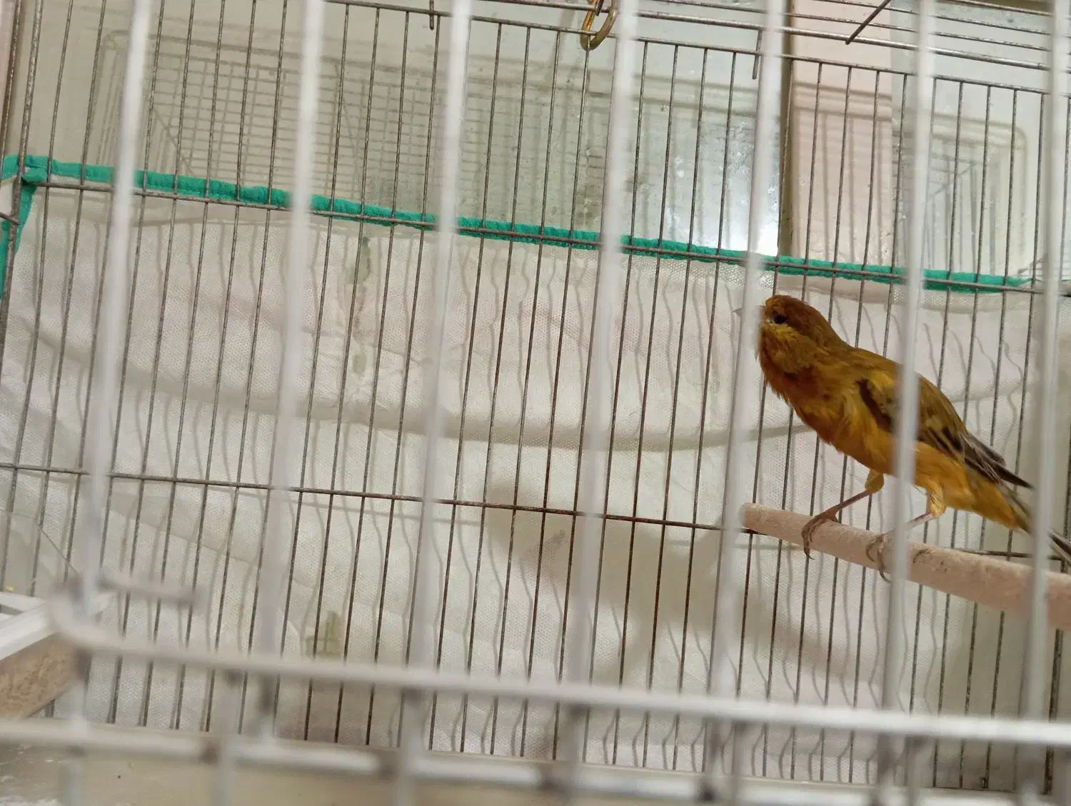 قناری نر معاوضه با فنچ نرگسی یا مصری. آبپخش|پرنده|آبپخش, |دیوار