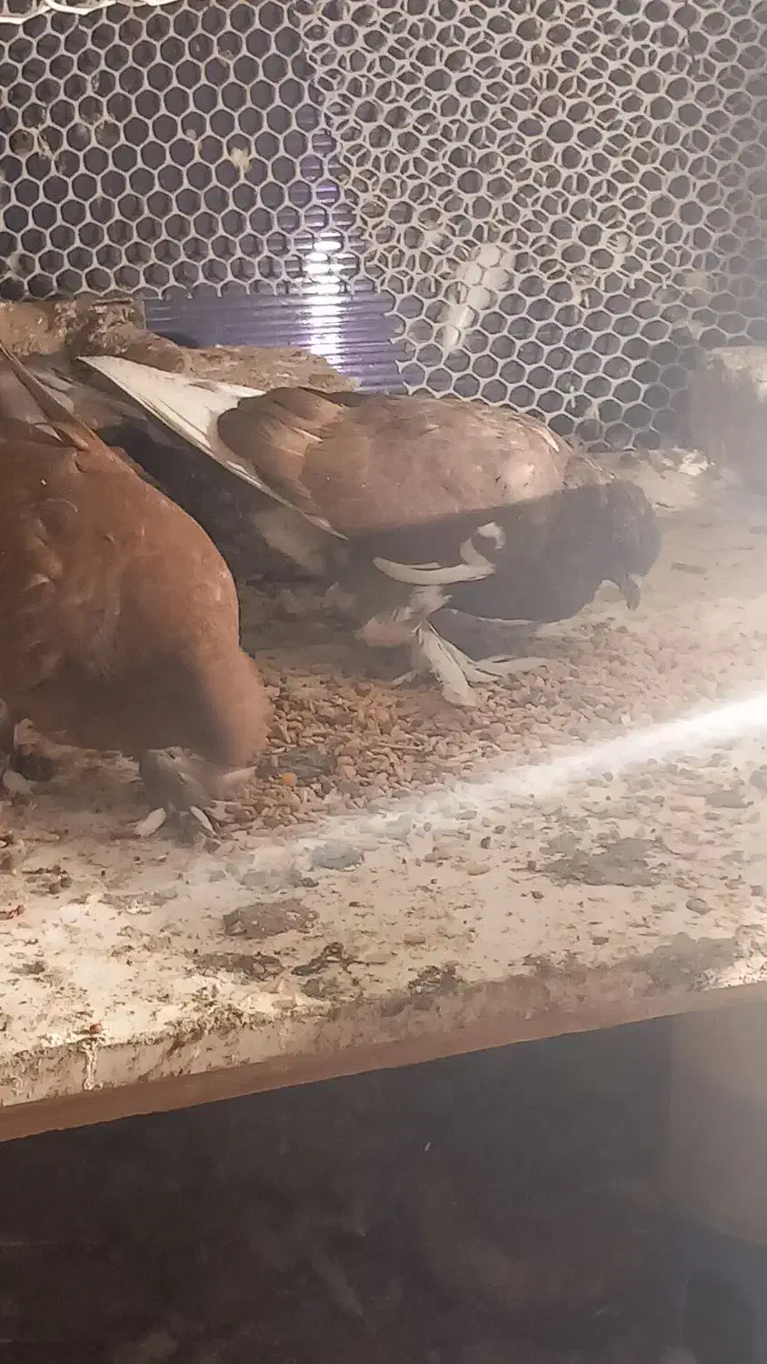 کبوتر سسلی|پرنده|سیلوانه, |دیوار